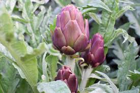 Artichoke, or globe artichoke, is a perennial thistle, cynara cardunculus (or c. Growing Artichokes Your Faqs Answered Freckled Californian A California Gardening Seasonal Living Blog