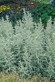 We did not find results for: Artemisia Silver King Western Mugwort White Sage