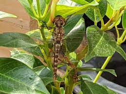 We did not find results for: Dragonfly Nymphs Living Pack Of 12 Carolina Com