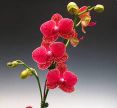 Doritaenopsis Taida Salu Alisan The Red Orchid A Phalaenopsis Orchid That Produces Red Flowers Red Orchids Beautiful Flowers Phalaenopsis Orchid