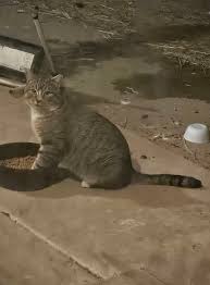 Anyone recognize this pretty baby? Out in whitewater/Blair Rd area? Seems  feral to me, it always runs as soon as it notices anyone but wanted to make  sure cause it looks well