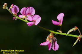 Image result for Desmodium incanum