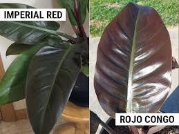 Maybe you would like to learn more about one of these? Philodendron Imperial Red Vs Rojo Congo Differences And Similarities World Of Garden Plants