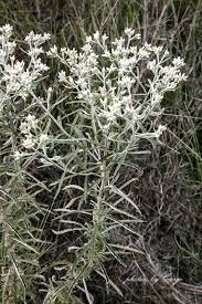 Image result for Fagopyrum snowdenii