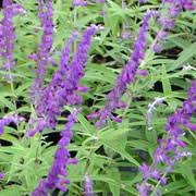 'midnight' that has purple flowers and stems, and. Salvia Leucantha Midnight Mexican Bush Sage Mexican Bush Mexican Sage All Purple Care Plant Varieties Pruning Advice