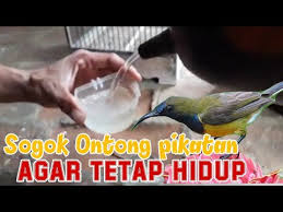 Di indonesia sendiri ada beberapa jenis burung srigunting di setiap daerah. Sogok Ontong Baru Dapat Mikat Agar Bertahan Hidup Ini Rahasianya Youtube