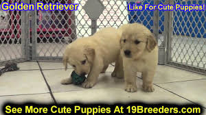 Thank you for visiting buckeye golden retrievers, based in northeast ohio. Golden Retriever Puppies For Sale In Edmond Oklahoma Ok Cleveland Comanche Canadian Roger Youtube