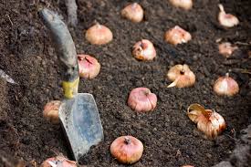 Dig the area and loosen the soil about a foot deep. Planting Depths For Flowering Bulbs