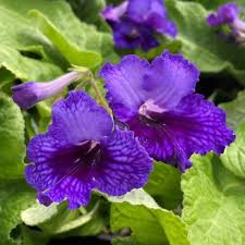 Image result for Streptocarpus buchananii