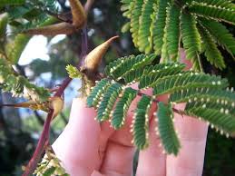 Image result for Acacia kamerunensis