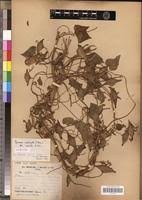 Image result for Ipomoea involucrata