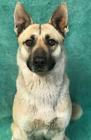 Shepkita or akita german shepherd mix puppies will have a unique look right from day 1 and also they carry all the features of their parent breeds. Lake County News California Helping Paws Shepherds Terriers And A Retriever