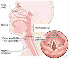 It's one of the most common types of head and neck cancers, affecting about 13,430 adults in the u.s. Cancer Of Larynx Voice Box Cancer