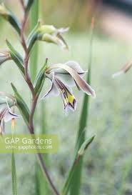 Image result for Gladiolus permeabilis