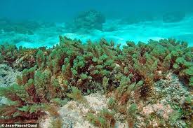 Penelusuran gambar paling menyeluruh di web. Inovasi Bahan Senyawa Rumput Laut Yang Anti Bakteri Jamur