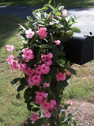 Check spelling or type a new query. Mandevilla Overwintering Walter Reeves The Georgia Gardener Mailbox Garden Climbing Flowers Outdoor Flowers