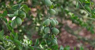 Image result for Balanites