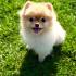 Teacup Puppy Breeds For Sale | Teacup Puppies & Boutique