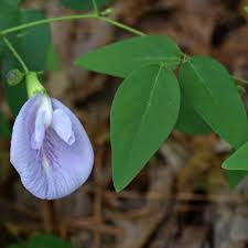 Image result for Clitoria