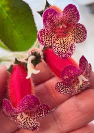 Image result for Kohleria