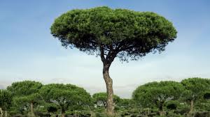 We did not find results for: How To Grow And Care For Stone Pine Umbrella Pine Trees