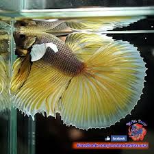 Pin By Marianne Sans On Beautiful Betta Fish Betta Fish Betta Fish Care Betta