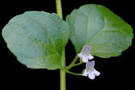 Image result for Clinopodium uhligii