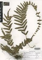 Image result for Ampelopteris