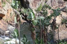 Image result for Strelitzia caudata