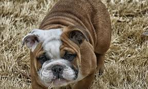 Check spelling or type a new query. Dog Has A Blood Clot In Urine What Do I Do Canna Pet