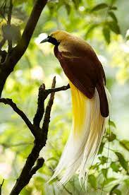 Kumpuan sketsa gambar mewarnai burung hewan yang bisa terbang. Burung Cendrawasih Iwandahnial Files Wordpress Com 2008 12 Flickr