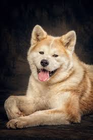Japanese American Akita Dog Puppy Hound Chien Perro Hond Hund Cane Koira Dogs Puppies Pup Pooch Honden Akita Hondjes