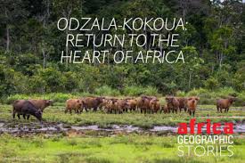 Image result for Orthoclada africana
