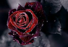 1600 x 1000 · 125 kb · jpeg size: Rose Flower Wallpapers Hd Wallpaper Cave