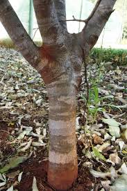 Image result for Cassia angolensis