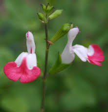 Check spelling or type a new query. Salvia Microphylla Wikiwand