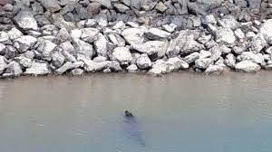 Pt.smoe indonesia, batam, batam city, riau islands, אינדונזיה 4.0. Security Bantah Ada Buaya Di Kawasan Pt Smoe Batam Tribun Batam