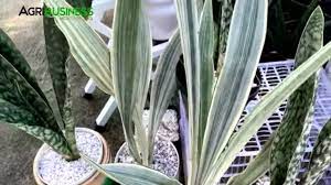 Their general watering schedule is every two to six weeks. Different Varieties Of Snake Plant Sansevieria Affordable To Super Expensive Indoor Plants Youtube