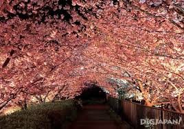 周深國際後援會 zhou shen international fan club. æ²³æ´¥æ¡œã§ã²ã¨è¶³æ—©ãæ˜¥ã‚'æº€å–«ã—ã‚ˆã† Digjapan