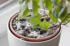 One of the most important factors in the successful growth of your plants is choosing the right soil for them to grow in. How To Get Rid Of Mold On Plant Soil Prevention And Treatment Tips Garden For Indoor