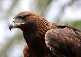 Iolo's delight as he gets glimpse of a golden eagle | News ...