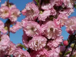 Image result for mandloň trojlaločná