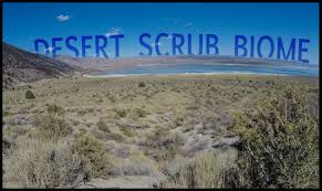 The desert food chain part 4. Desert Scrub Biome Untamed Science