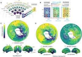 Image result for Higher Integrative Function