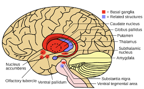 Image result for Cerebral Subcortex