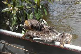 3 Sloth Rescue 2 Sloth Rescue Sloth Animals