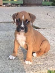 Puppies for sale from dog breeders near indianapolis, indiana. Boxer Puppies Pets And Animals For Sale Indiana