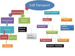 Transport Across The Cell Membrane Concept Map Google Search Cell Transport Cell Membrane Concept Map