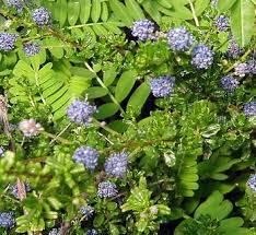 Image result for Cyphia brachyandra