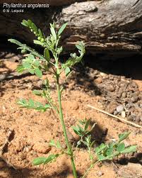 Image result for Lophiocarpus polystachyus